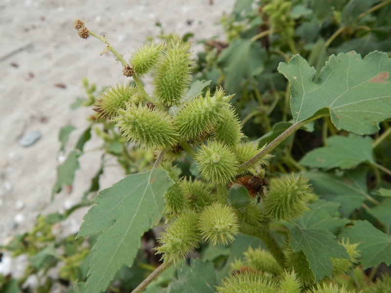 Xanthium italicum / Nappola italiana